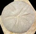 Displayable Fossil Sea Urchin (Clypeus) - England #65854-2